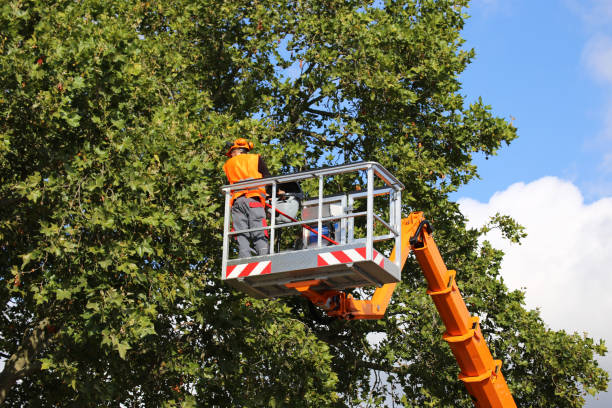 How Our Tree Care Process Works  in Cambridge Springs, PA